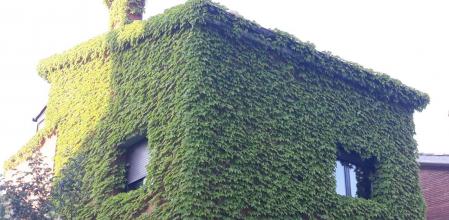 Casa vegetal cubierta de verde.