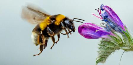 El abejorro y la viborera.