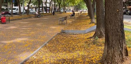 Alfombra amarilla en la Avinguda Josep Tarradellas.