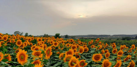 Campo de girasol en Verges.