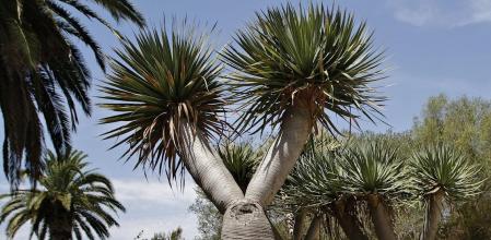 Jardín Botánico de Barcelona.