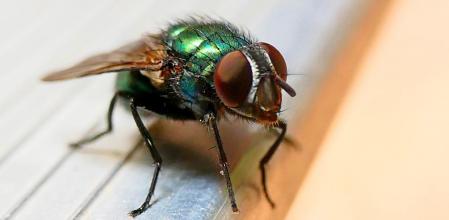 Mosca retratada en el monasterio de Pedralbes.