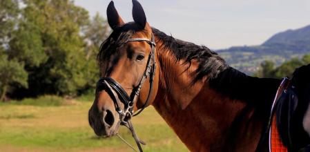 Descripción de la imagen