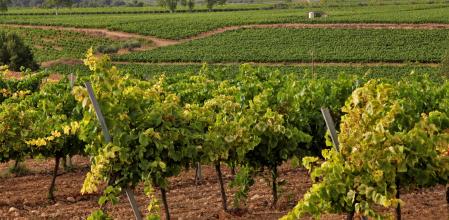 Paisaje de los viñedos en el Alt Penedès.