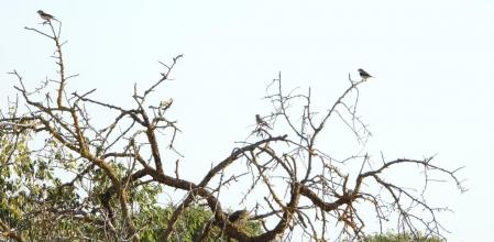 Reto visual: ¿Cuáles de estos pájaros son alcaudones?