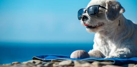 Cute Dog With Sunglasses Relaxing on Coastline.