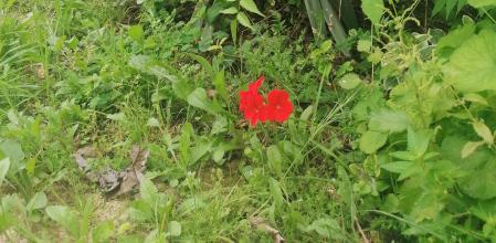 Un rojo geranio destaca sobre un lecho verde.