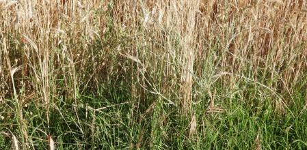 Reto visual: ¿Eres capaz de ver a la libélula escarlata?