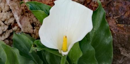 Cala que ha crecido junto a la fuente del dragón a la entrada del Park Güell de Barcelona.