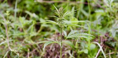 Planta salvaje de cannabis, fotografiada en medio de un prado en la provincia de Qinghai, en el centro de China