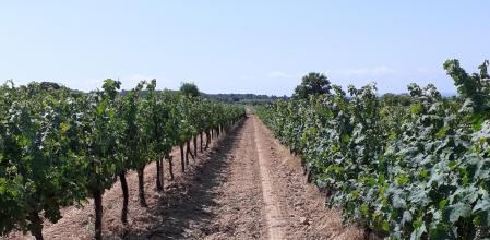 Los viñedos del celler La Torre del Veguer.