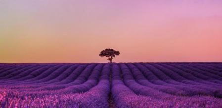 impresionante paisaje de los campos de lavanda en Brihuega