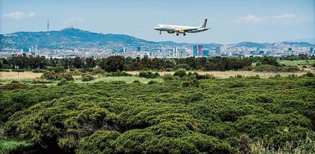 foto XAVIER CERVERA 09/06/2021 (estos pinos verdes quedarian -en su mayoria- desaparecidos por los 500m alargados d la pista) la ampliación de la pista (lado mar) del aeropuerto de El Prat BCN hacia el noreste -para convertirse Barcelona en un 'hub' internacional- choca con un espacio natural protegido y mas concretamente con la laguna de la ricarda, q quedaria practicamente desaparecida. En 2019 se llegó al record d pasajeros con 52,6 millones, y con la ampliación se llegaria -tras la crisis por la pandemia covid- a 70 millones ...es un plan d AENA q choca con las leyes medioambientales actuales, sobretodo con las directrices de la UE