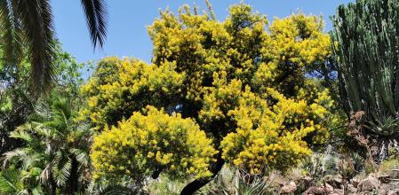Exótico árbol que se puede visitar en el Parque Botánico de Marimurtra