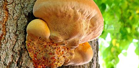 Detalle del hongo Inonotus Hispodus.