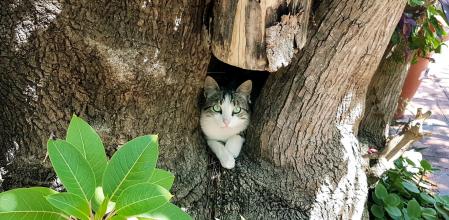 Un gato a la sombra de un árbol de Tarragona.