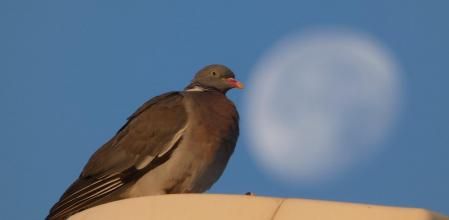 La paloma con la luna menguante en Gavà.