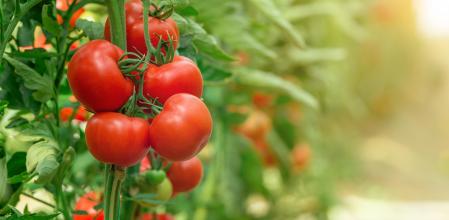 Cultivo de tomates
