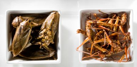 Los insectos forman parte de la dieta de más de un millón de personas