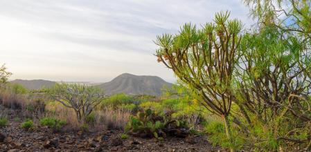 Montaña de Guaza, Tenerife