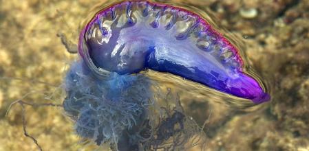 La temida carabela portuguesa