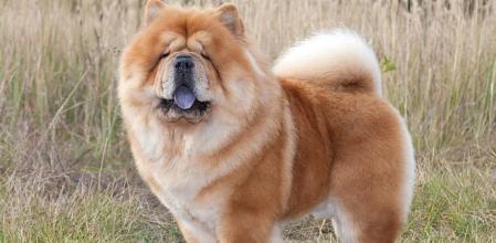Chow Chow