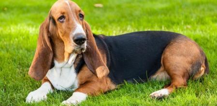 Basset Hound