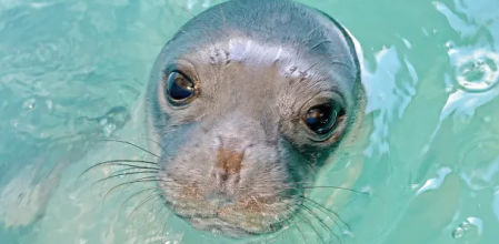 La foca monje se considera una especie en peligro de extinción/ P Dendrinos/MOm