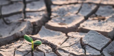 El cambio climático provoca fuertes sequías