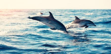 Delfines saltando del mar