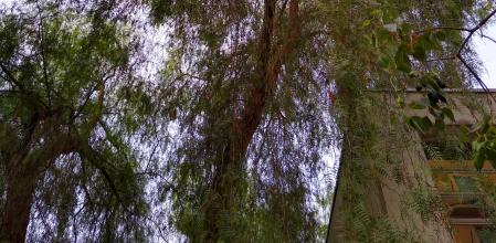 El árbol de la pimienta tiene muchos usos, pero no se recomienda su ingesta