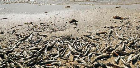 Dead fish and crustaceans lay on the shore of