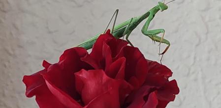 Detalle de una rosa y una mantis religiosa.