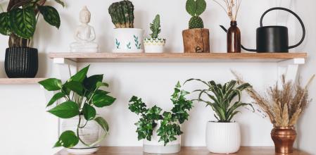 Las mejores plantas de interior para dar vida a nuestro hogar sin gastar apenas dinero