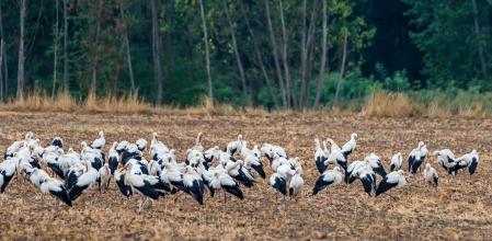 Unas cigüeñas listas para migrar.