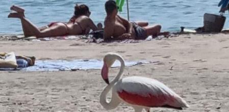Flamenco paseándose por la playa del Arenal.