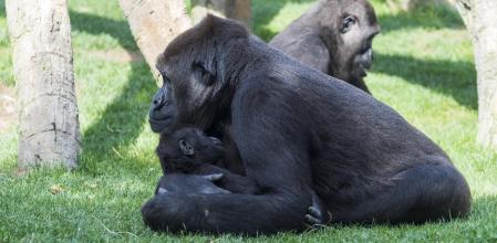 Una madre gorila con su cría en los brazos.