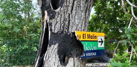 El roble quemado por un rayo en Posada de Llanes.
