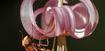 Lirio llorón atrayendo a un insector en Sant Quirze de Safaja.