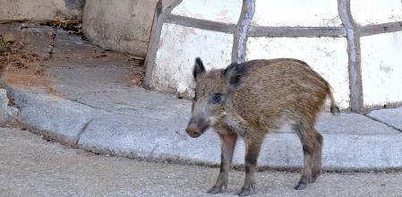 Jabalíes en las inmediaciones del monasterio budista Sakya Tashi Ling.