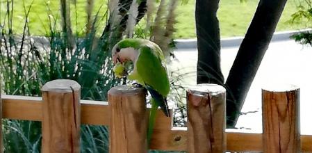 Cotorra alimentándose en el lago del Parque de la Guineueta de Barcelona.