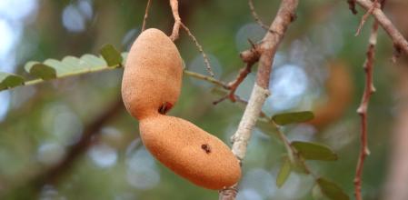 Aunque es muy popular en la cocina india y filipina, el tamarindo es originaria de África