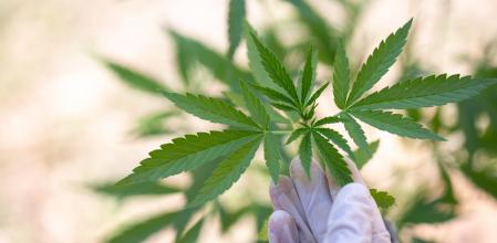 Imagen de recurso de una planta de marihuana