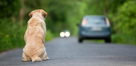 Los expertos consideran que el maltrato animal es una forma de maltrato psicológico para los niños