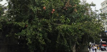 Granadas en la Plaza de Catalunya de Barcelona.