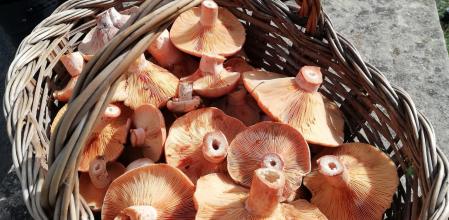 Cestas con níscalos 'Lactarius deliciosus' de esta temporada
