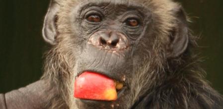 Suzie, en su nuevo dormitorio