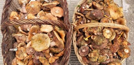 Cestos de setas recogidas en los bosques de Tavèrnoles.