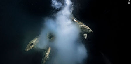 ‘Creación’, de Laurent Ballesta. Fotografía ganadora del Wildlife Photographer of the Year 2021.