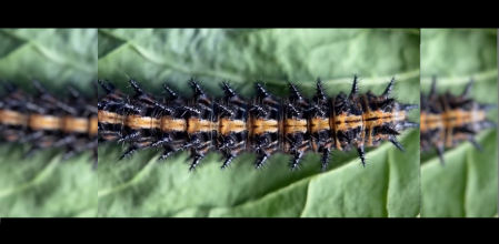 Captura del vídeo subido por Apple a Instagram